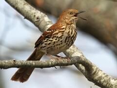 a brown thrasher, looks like a fat mocking bird if it were brown.