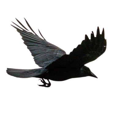 crow