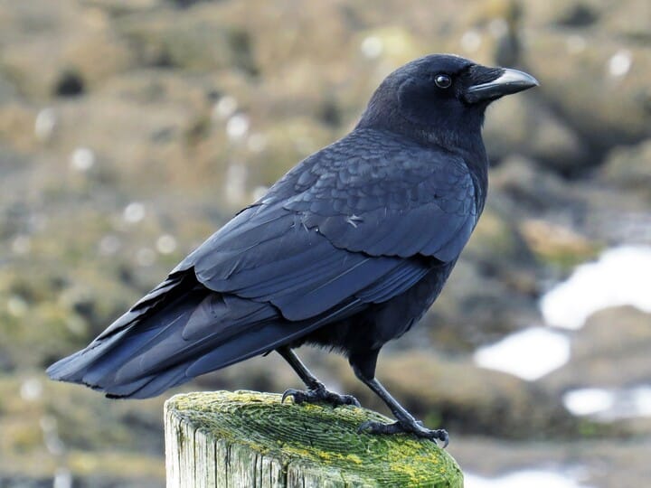 a crow