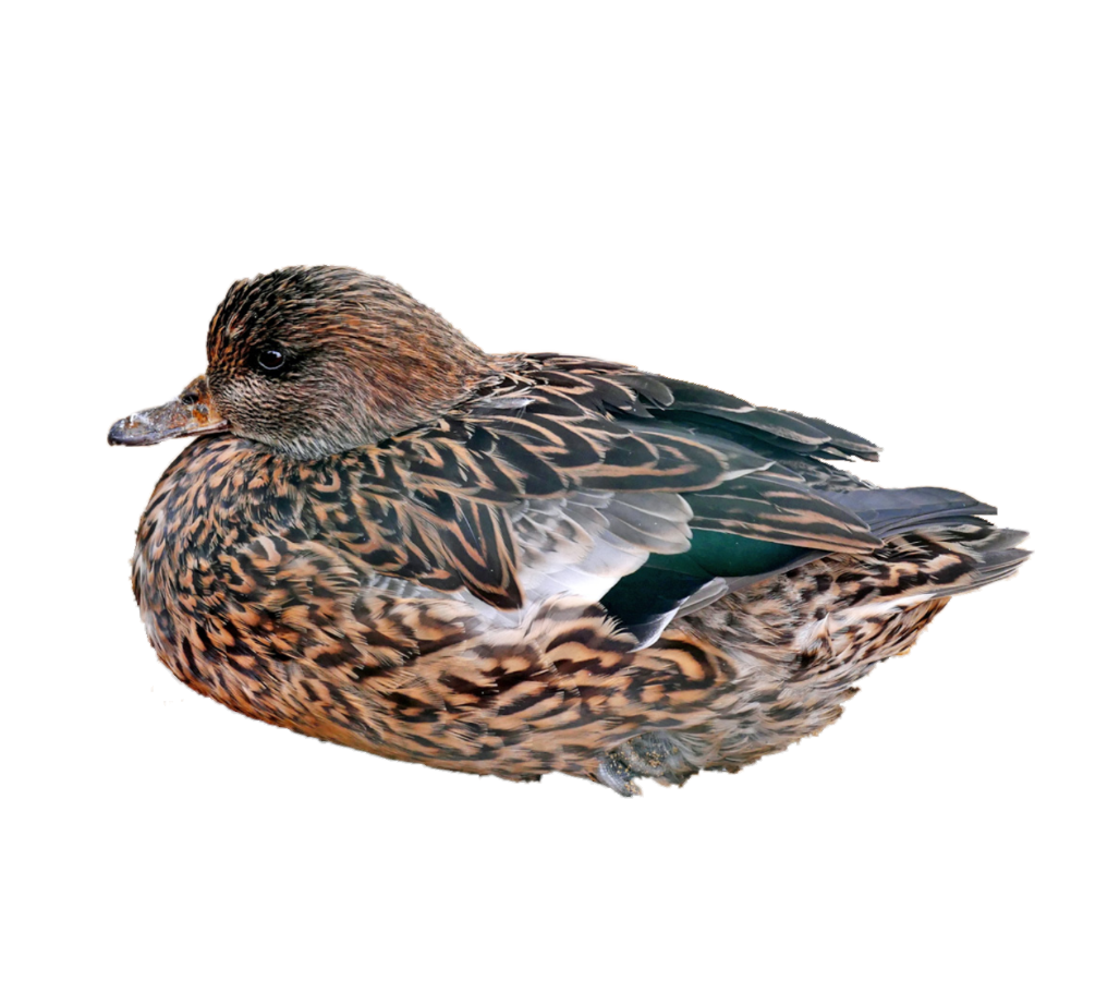 waterbirds