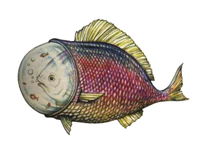 fish with a fish and a fish