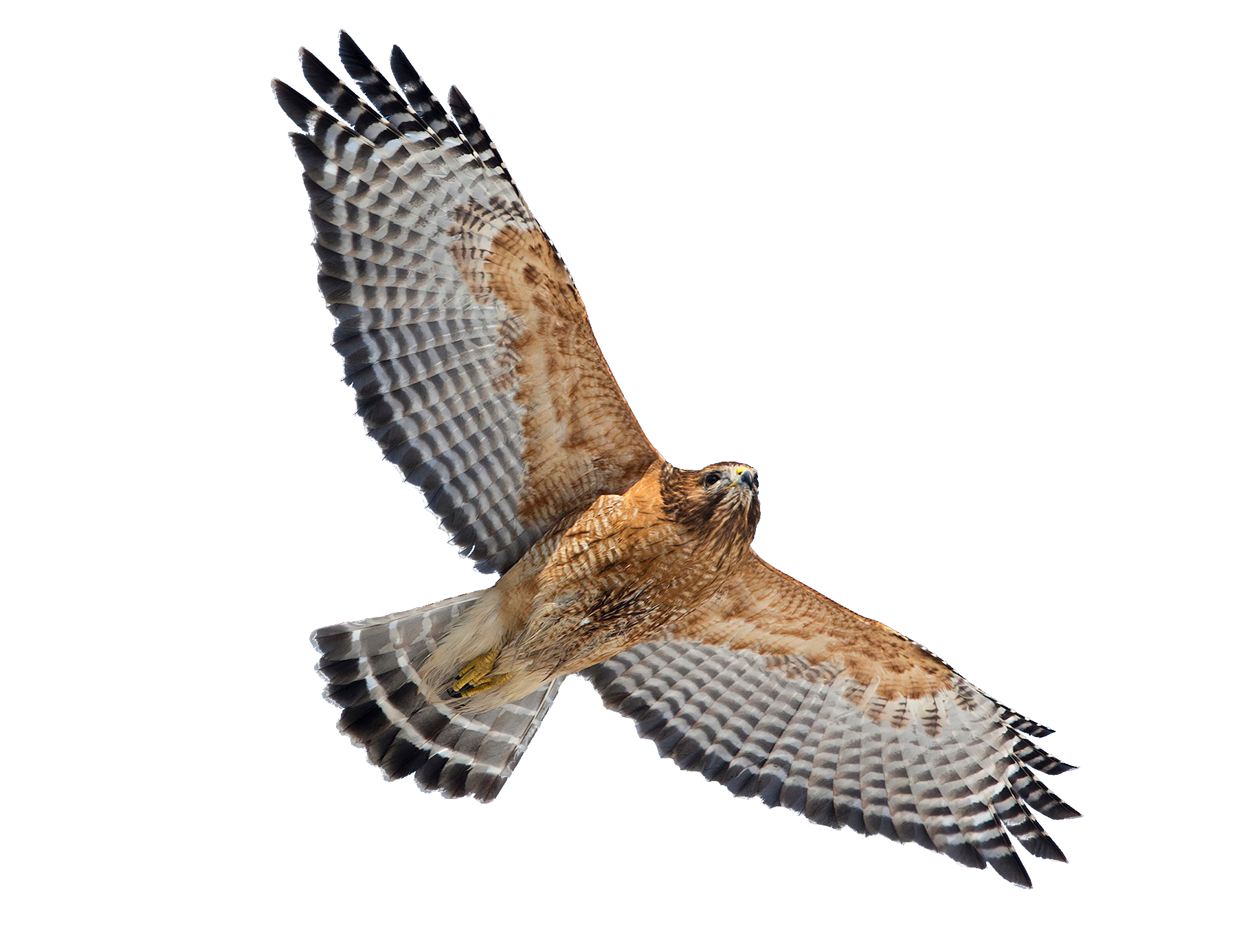 raptor