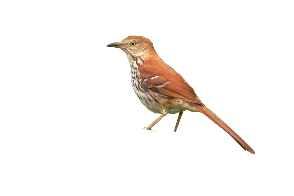 brown thrasher