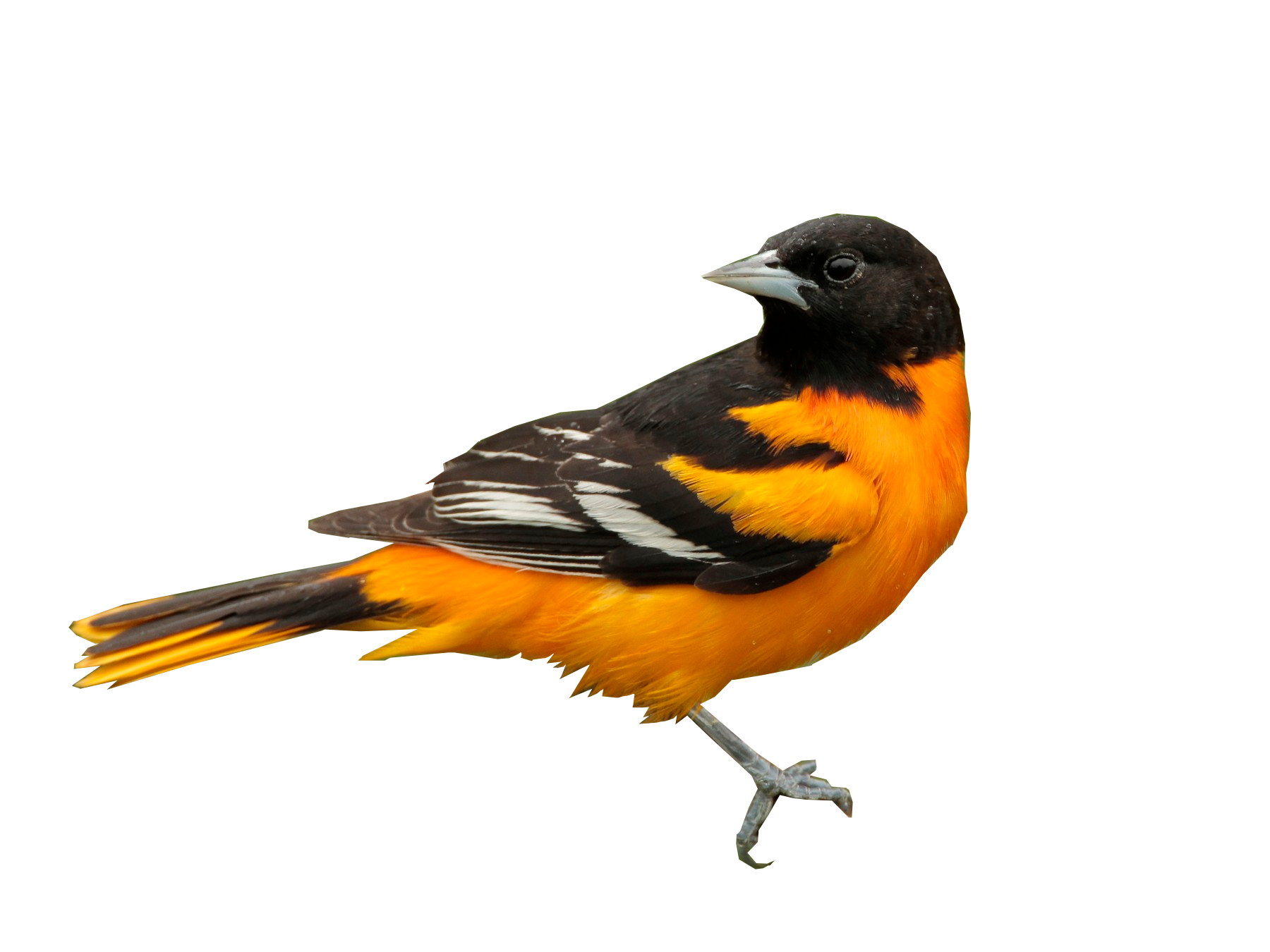baltimore oriole