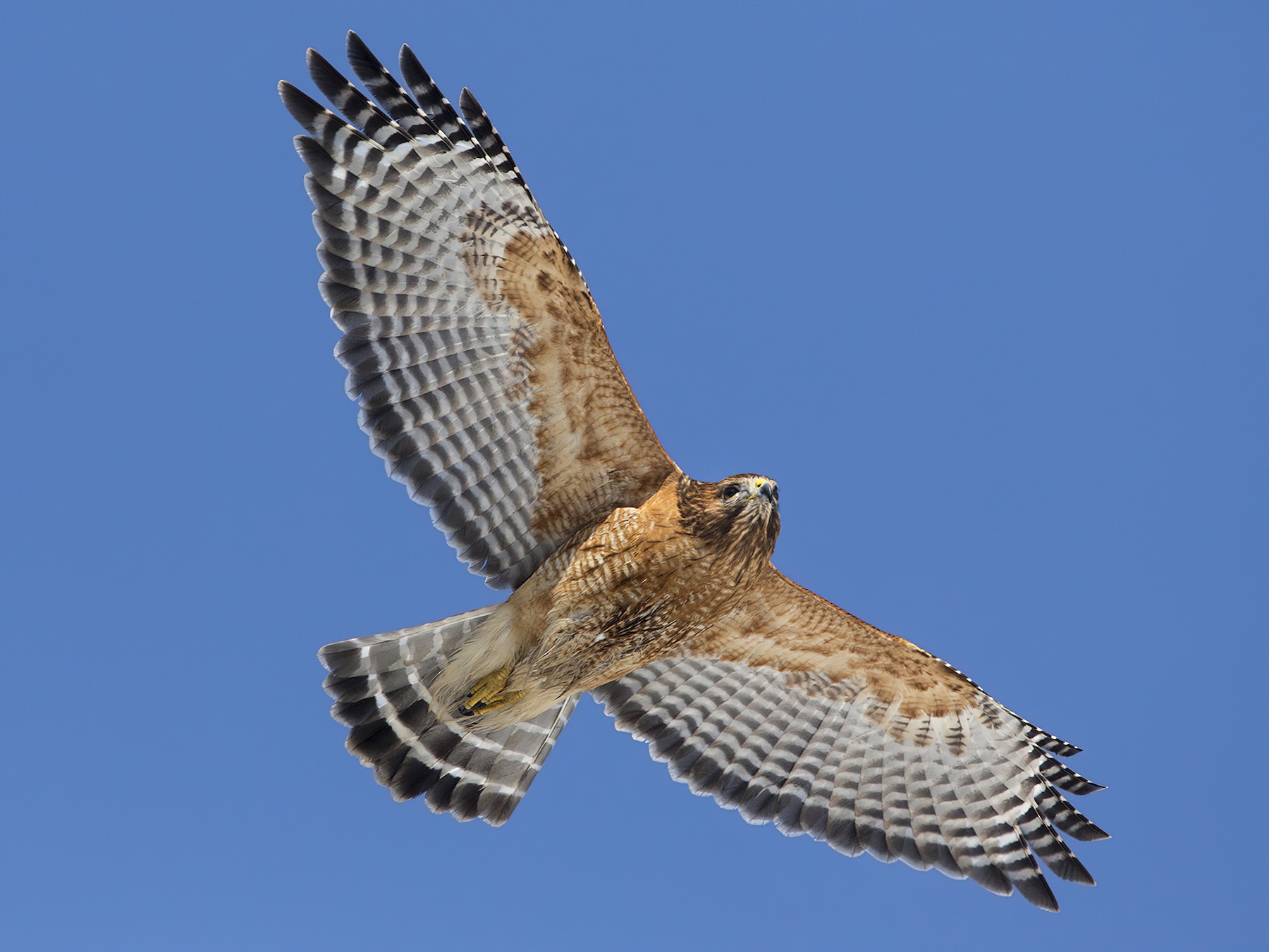 red shouldered hawk.