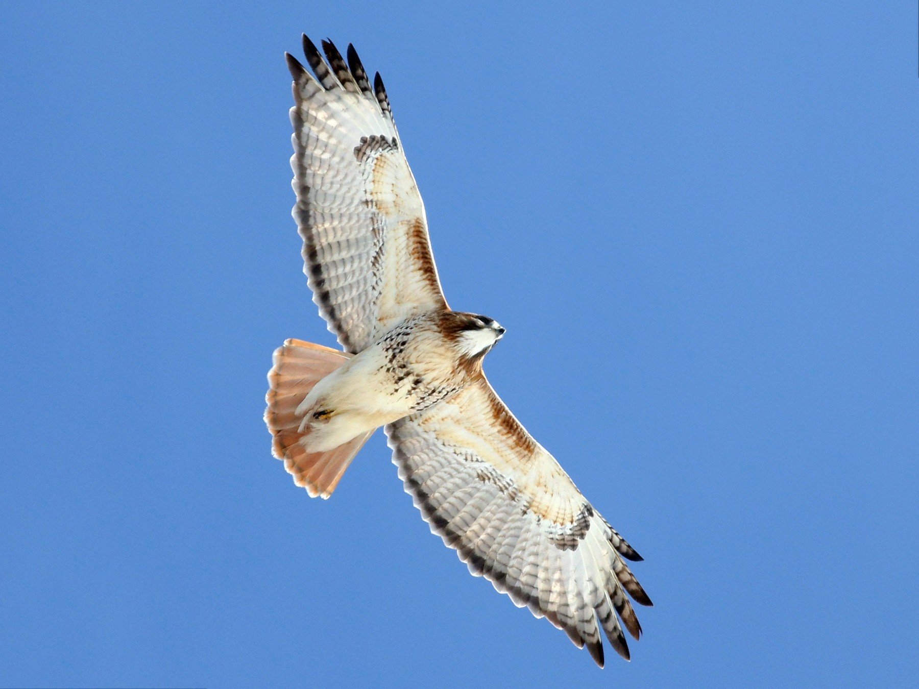 red tailed hawk