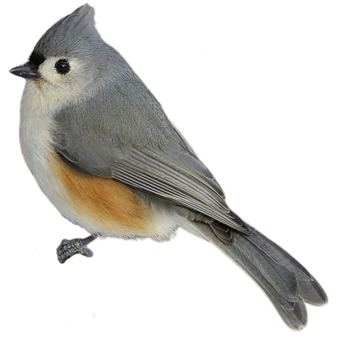 songbirds