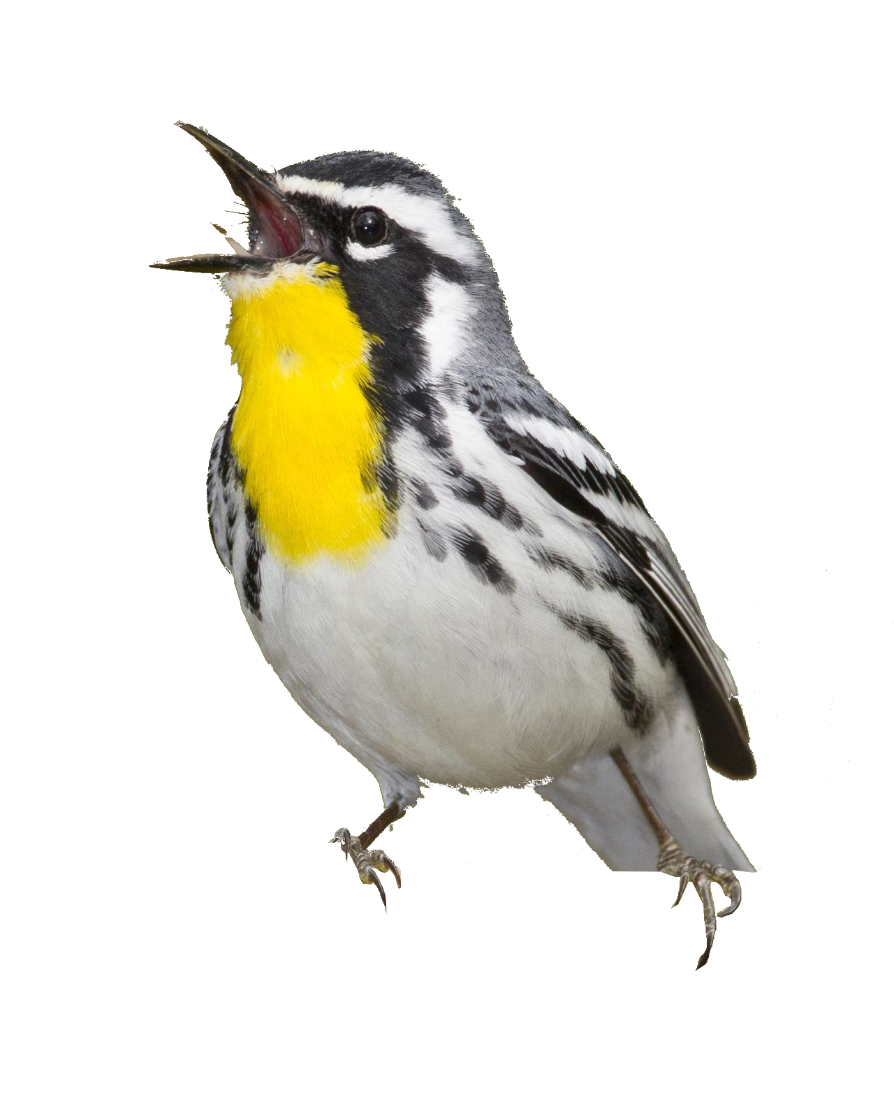 yellow throated pine warbler