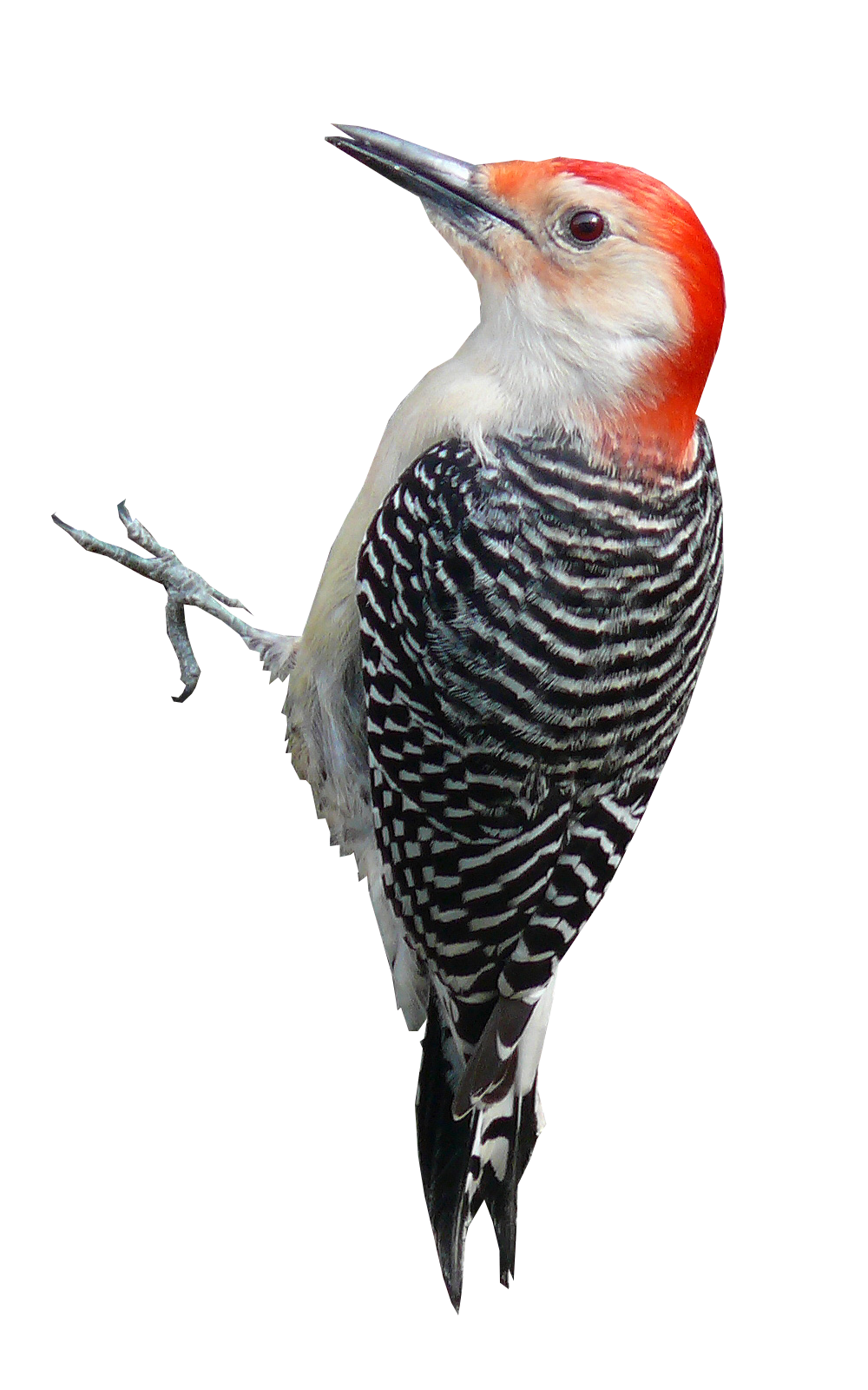 woodpecker